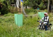 Top! Jokowi Blusukan Naik Motor Trail ke Tambak Udang dan Hutan Mangrove blusukan naik motor trail