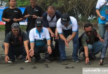 Pertamax Enduro Jelajah Energi Negeri Lepasliarkan 50 Ekor Penyu Hijau Pertamax Enduro Jelajah Energi Negeri Lepasliarkan 50 Ekor Penyu Hijau