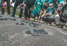 Penangkaran Tukik Hijau, Destinasi Wisata Unik Kabupaten Tasikmalaya Tukik Hijau