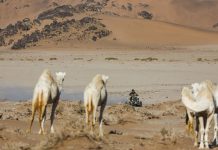 Reli Dakar 2024 Etape 11, Pereli Hero Dikeroyok Honda Reli Dakar 2024 Etape 11