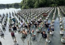 Aksi Terpuji Elettrico Riding Club Tanam Mangrove Rayakan Hari Bumi